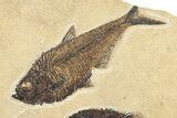 Plate of Two Fossil Fish (Diplomystus & Cockerellites) - Wyoming #295712-2